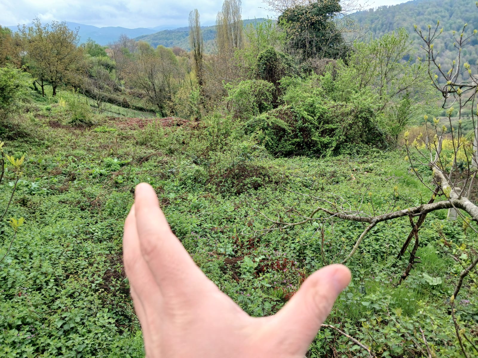       ZONGULDAK KİLİMLİ KURTKÖY DE 342M² BAHÇEMİZ SATILIKTIR - ZONGULDAK KİLİMLİ fotoğraf 4